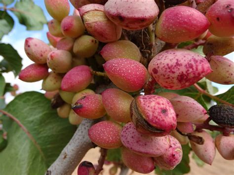 pistazien vom grosshaendler liefern lassen jupiter pistachios
