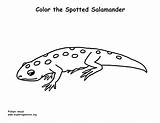 Salamander Coloring Spotted sketch template