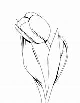 Tulip Drawing Ink Coloring Tulips Pen Line Flower Drawings Artistic Simple Pages Illustration Flowers Easy Color Designs Plant Kidsplaycolor Mandala sketch template