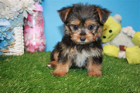 yorkshire terrier puppies  sale long island puppies