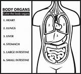 Cuerpo Umano Organi Organs Organos Humano Colorear Inglese Disegno órganos Organo Kleurplaat Gli Colora Impara Engels Stampare Inglés sketch template