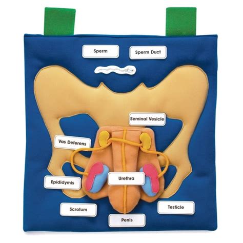 male reproductive system wall hanging science from early years