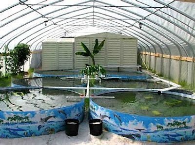 local aquaculture backyard aquaponics tilapia farming
