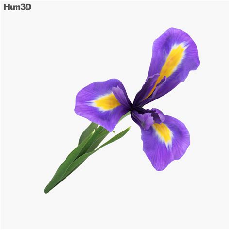 iris  model plants  humd