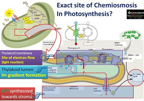 chemiosmosis  atp synthesis  photosynthesis simplified steps