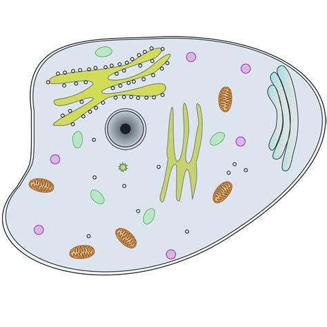 clipart animal cell