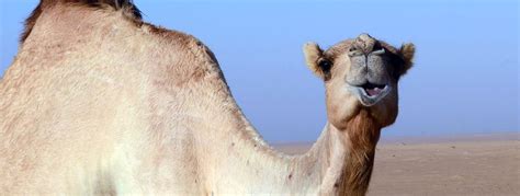 carrera de camellos deporte nacional en dubai  dubai tours