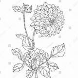 Chrysanthemum Coloring Flower Drawing Printable Pages Flowers Getdrawings Chrysanthemums sketch template