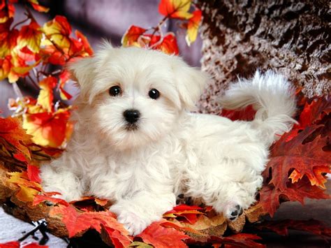 funny animals cute white fluffy puppies
