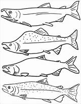 Salmon Coloring Fish Type Pages Coloringbay sketch template