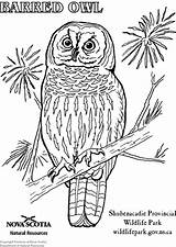 Coloring Owl Barred Birds Large Vogels Vogel Pages Kleurplaatjes Edupics sketch template