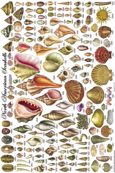 north american seashells poster depicting  types  shells vintage