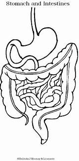 Digestive Digestivo Humano Esophagus Intestine Intestines Aparato Physiology sketch template