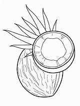 Coconut sketch template
