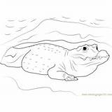 Crocodile Coloring African Pages Coloringpages101 sketch template