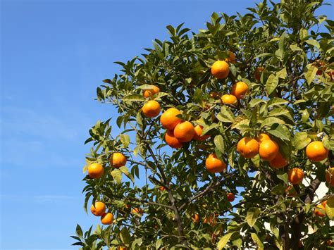oranges  tree  photo  freeimages