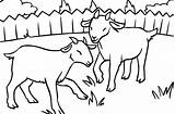 Two Goats Litte Colorluna Template sketch template