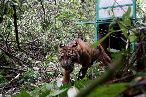 Perburuan Dan Konflik Masih Terjadi Bagaimana Masa Depan Harimau