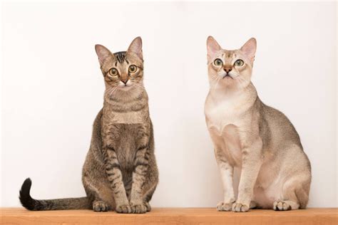 singapura cat breed information images characteristics health