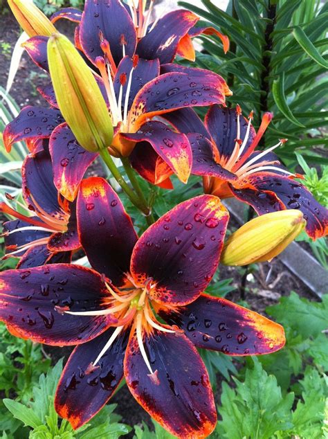color lily  solarisdeviantartcom strange flowers unusual