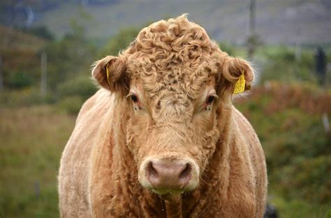 augsburg stier fluechtet durch die stadt radio schwaben