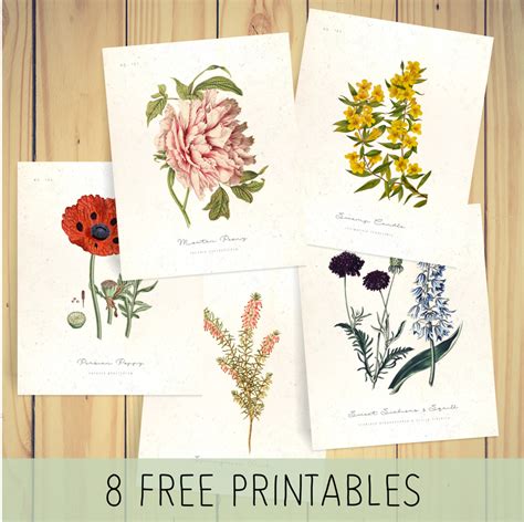 picture botanical prints  botanical printables botanical