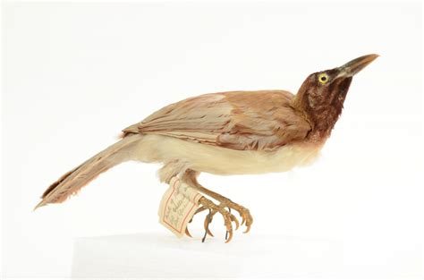 Lesser Bird Of Paradise Paradisaea Minor Av2906 Otago Museum