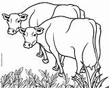 Coloring Pages Cow Cows Printable Kids sketch template
