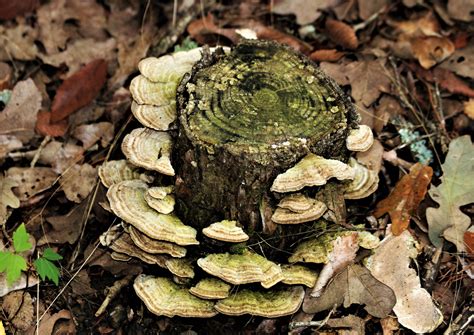 bracket fungus  tree stump  stock photo public domain pictures