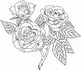 Coloring Pages Rose Flower Roses Printable Adults Very Detailed Flowers Color Birthday Happy Beautiful Most Colouring Print Caterpillar Hungry Difficult sketch template