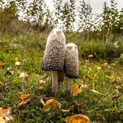 magic mushrooms reset  brain stop depression researchers