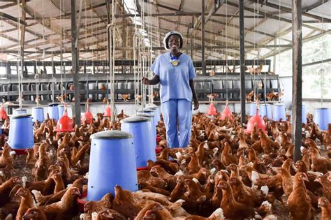 start  poultry farm  ghana