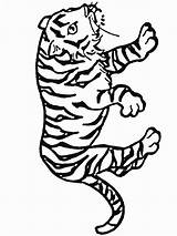 Coloring Pages Animals Tigers Easily Print Book sketch template