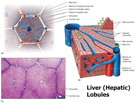liver function anatomy  parts   human liver