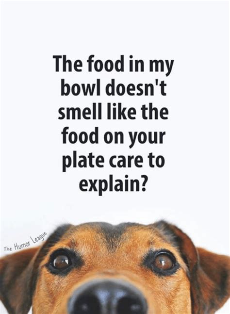 food   bowl doesnt smell   food   plate care