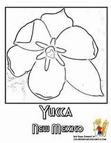Coloring Stare Designlooter Yucca Mexico Flower State sketch template