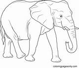 Elefant Afrikanischer Tiere Coloringpages101 Malvorlage Afrikas Nashorn Malvorlagen sketch template