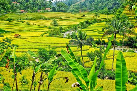 Pemandangan Alam Pedesaan Di Jawa Barat
