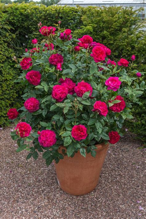 rose care advice inspiration small flower gardens container roses