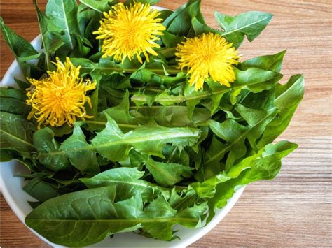 wild greens common edible weeds   yard