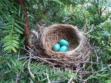 blue eggs   birds nest surrounded  pine needles