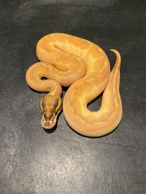 Orange Dream Enchi Highway Ball Python By Sweet Serpents Tampa