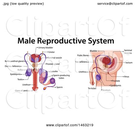 clipart of a medical diagram of the male reproductive