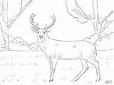 Deer Coloring Pages Whitetail Buck Head Print Template Search sketch template