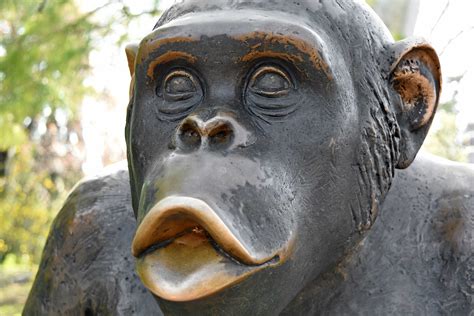 Gambar Wajah Monyet – Mosi