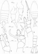 Afbeeldingsresultaten voor "centropages Brachiatus". Grootte: 132 x 185. Bron: www.researchgate.net