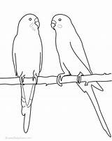 Parakeet Colouring Pages Coloring Budgerigar Template Drawings Sketch sketch template