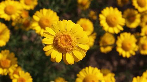 Yellow Daisy Flower Images As Best Hd Wallpapers For