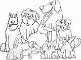 Colorare Cani Disegni Raza Immagini Hunde Cagnolini Purebred Berner Sennen Razza Honden Malvorlagen Chiens Hond Schnauzer sketch template