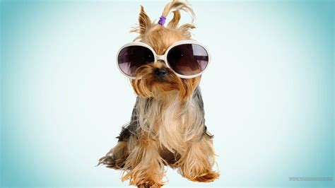 cool dog backgrounds wallpaper cave